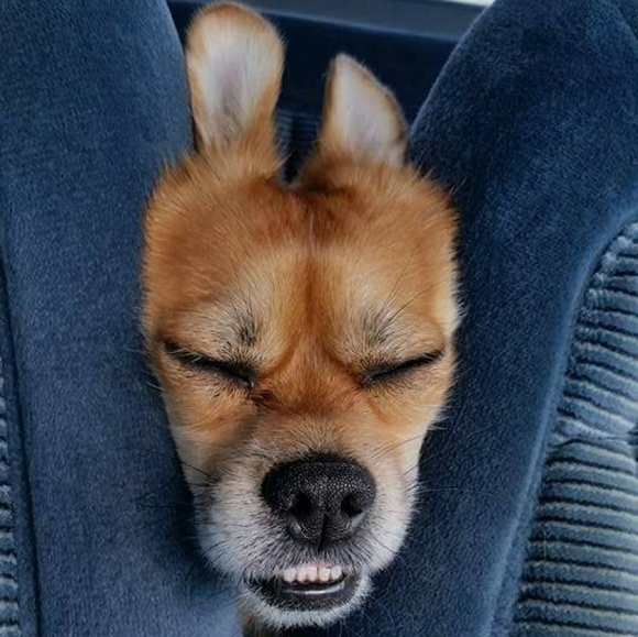 Meet your Posher, Teresa - Picture 4 of 7